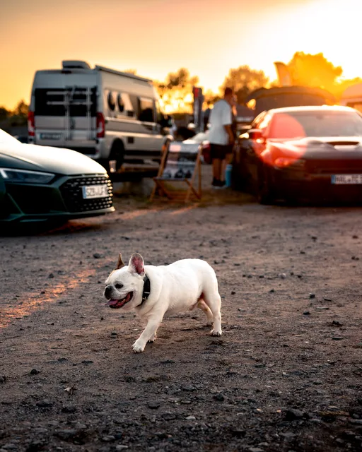 Doggo-1.jpg