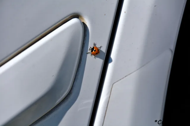 DSC_3311_DxO.jpg